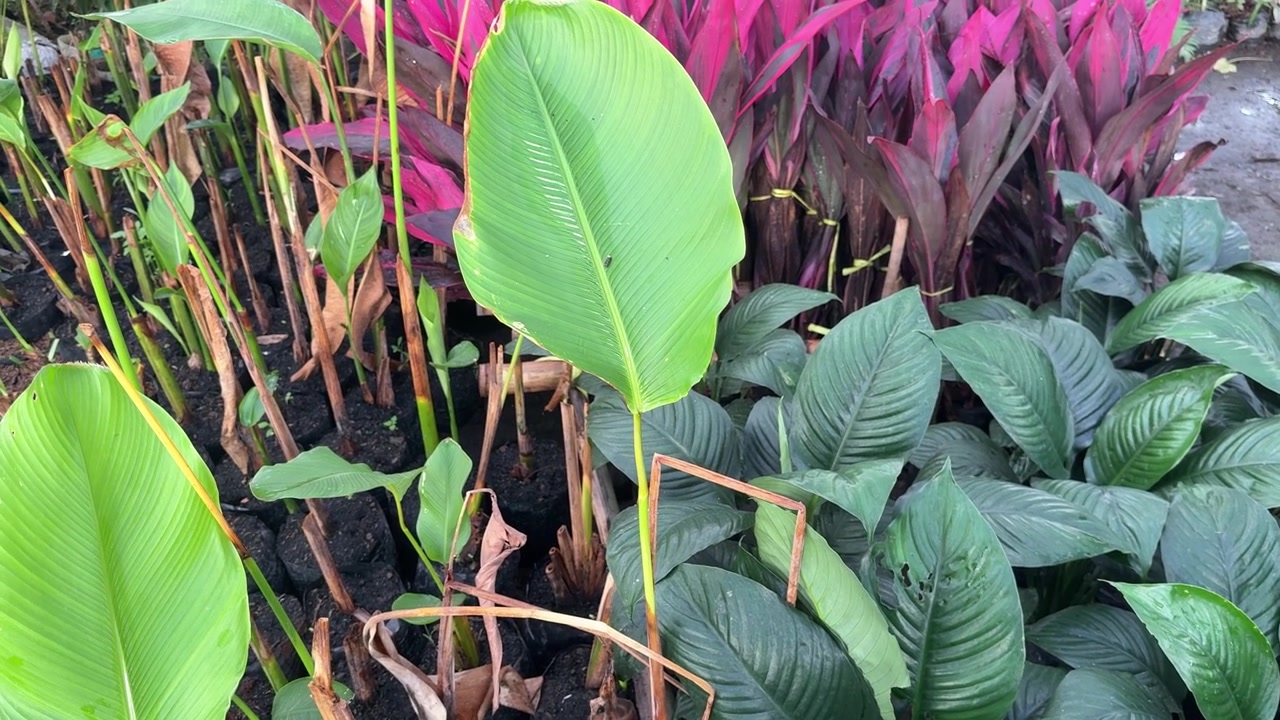 Vibrant Green and Red Foliage in a Plant Nursery