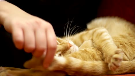 woman stroking a red cat lying on the couch