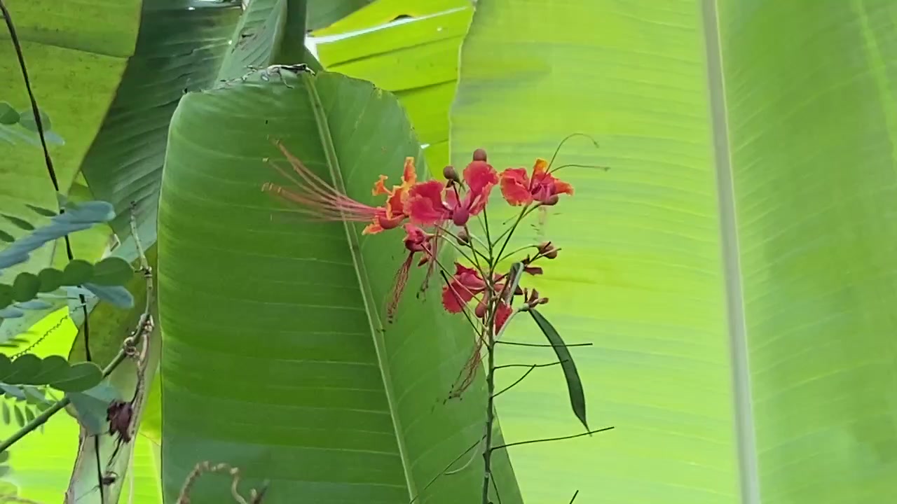 Fiori tropicali rossi vivaci che ondeggiano dolcemente nella brezza