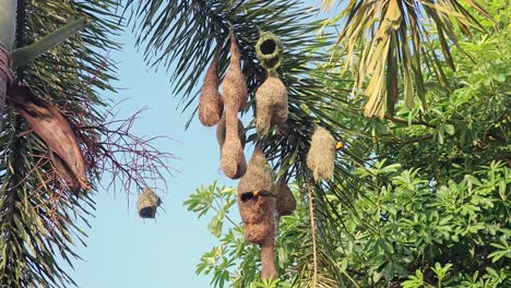 Weaver birds building a nest in a tree