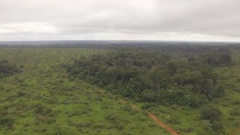 drone flying over the forest nanga where many tree's can be seen below