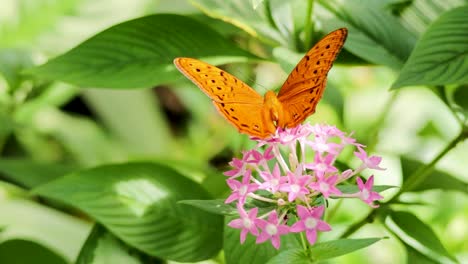 a butterfly flutters around pink flowers in a lush, sunlit rainforest setting, showcasing nature's beauty and tranquility