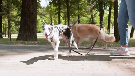 young woman with pets at the park