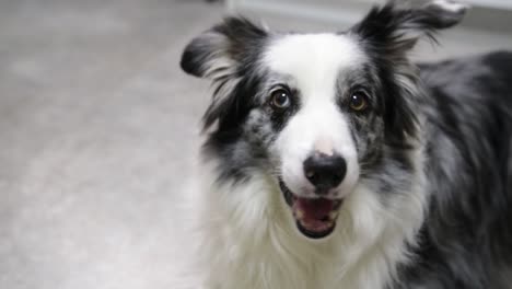 lindo feliz confundido huésped collie perro volteando la cabeza