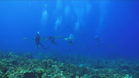 Under-Water-Stock-Footage-of-sharks