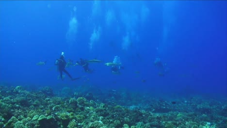 imágenes de las poblaciones de tiburones bajo el agua