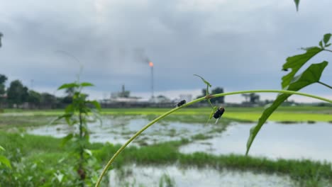 Moscas-Colgando-De-La-Planta