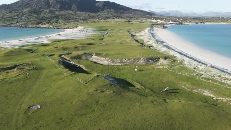 cows grazing on the green meadow at the coast of dog's bay beach in connemra, ireland - ascending drone shot