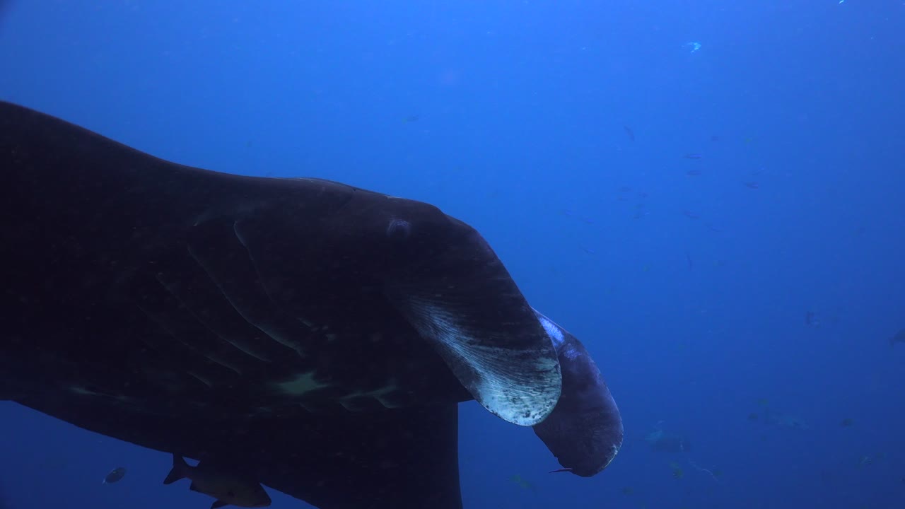 mantarraya negra gira frente a la cámara