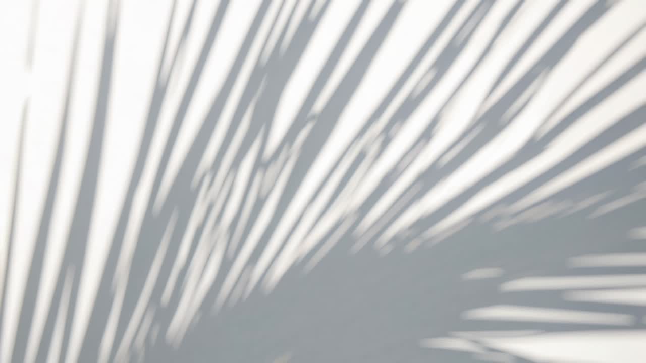 Abstract video concept with soft focus palm leaf shadows on a white wall