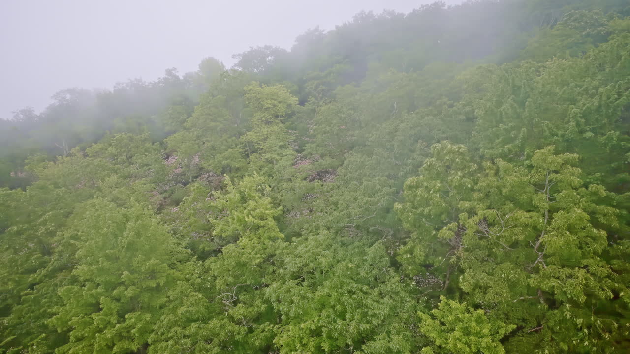 Cinematic drone flight through atmospheric fog layers