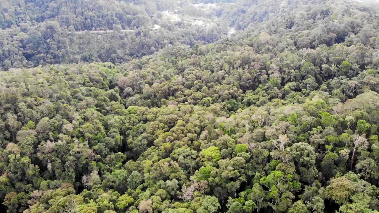 exuberante y densa selva en madagascar, ríos y caminos que atraviesan los árboles.