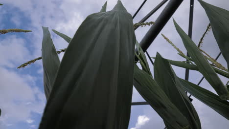 low-shot-of-corn-and-pivot-irrigation-system-with-a-cloudy-blue-sky