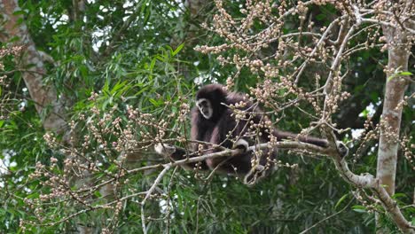 Recogiendo-Algunas-Frutas-Con-Su-Mano-Derecha-Mientras-Se-Equilibra-Con-La-Rama-En-Movimiento,-Gibón-De-Manos-Blancas-O-Gibón-Lar-Hylobates-Lar,-Tailandia