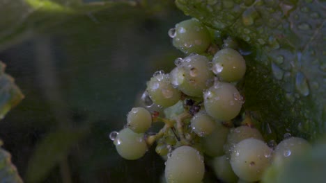 toma macro de racimos de uvas verdes que se rocían con agua en cámara lenta con gotitas cayendo sobre la fruta madura