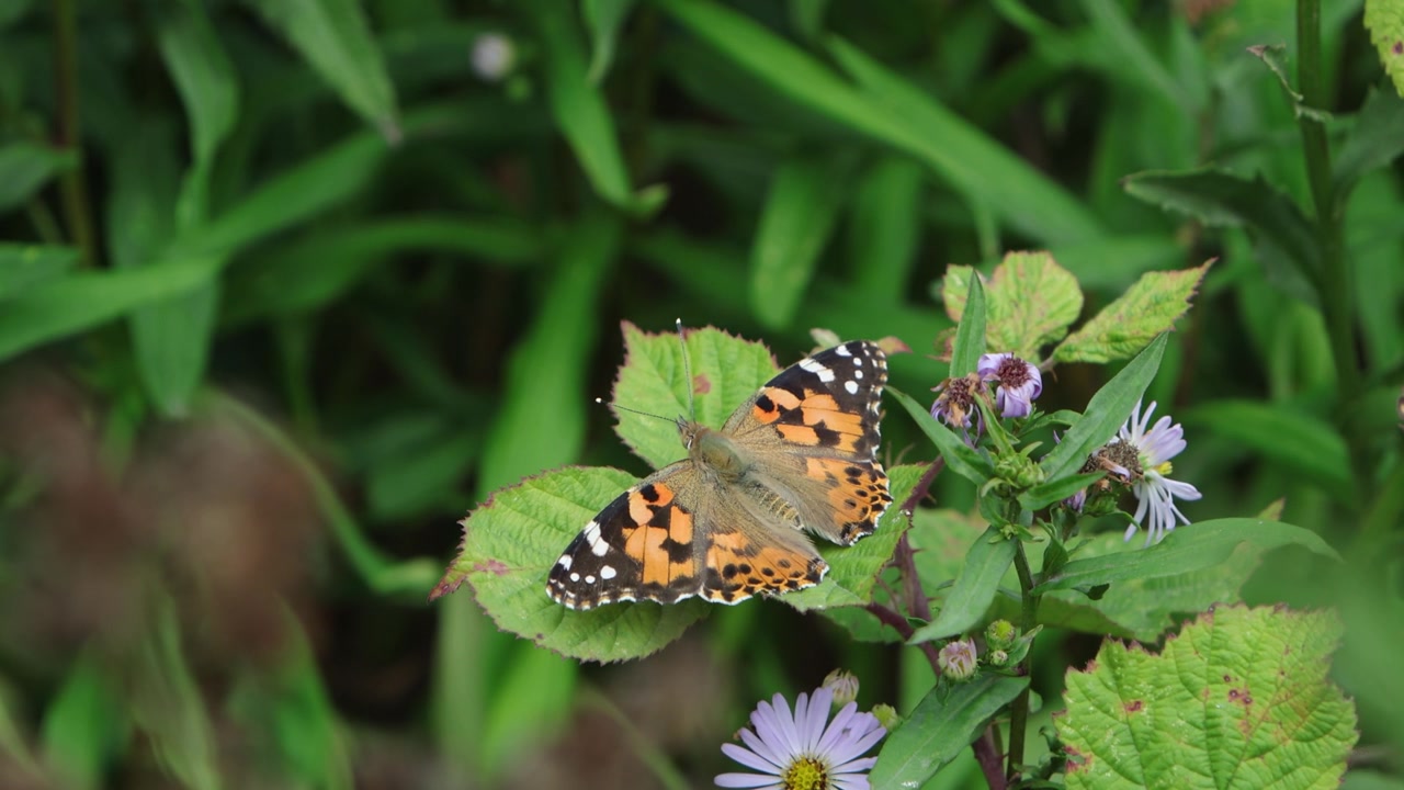 Una farfalla Vanessa cardui che si crogiola su una foglia. Estate. Galles. Regno Unito.