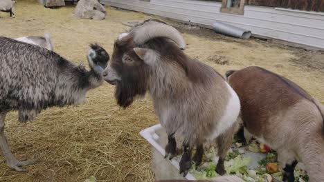 enclosure of goats at petting zoo