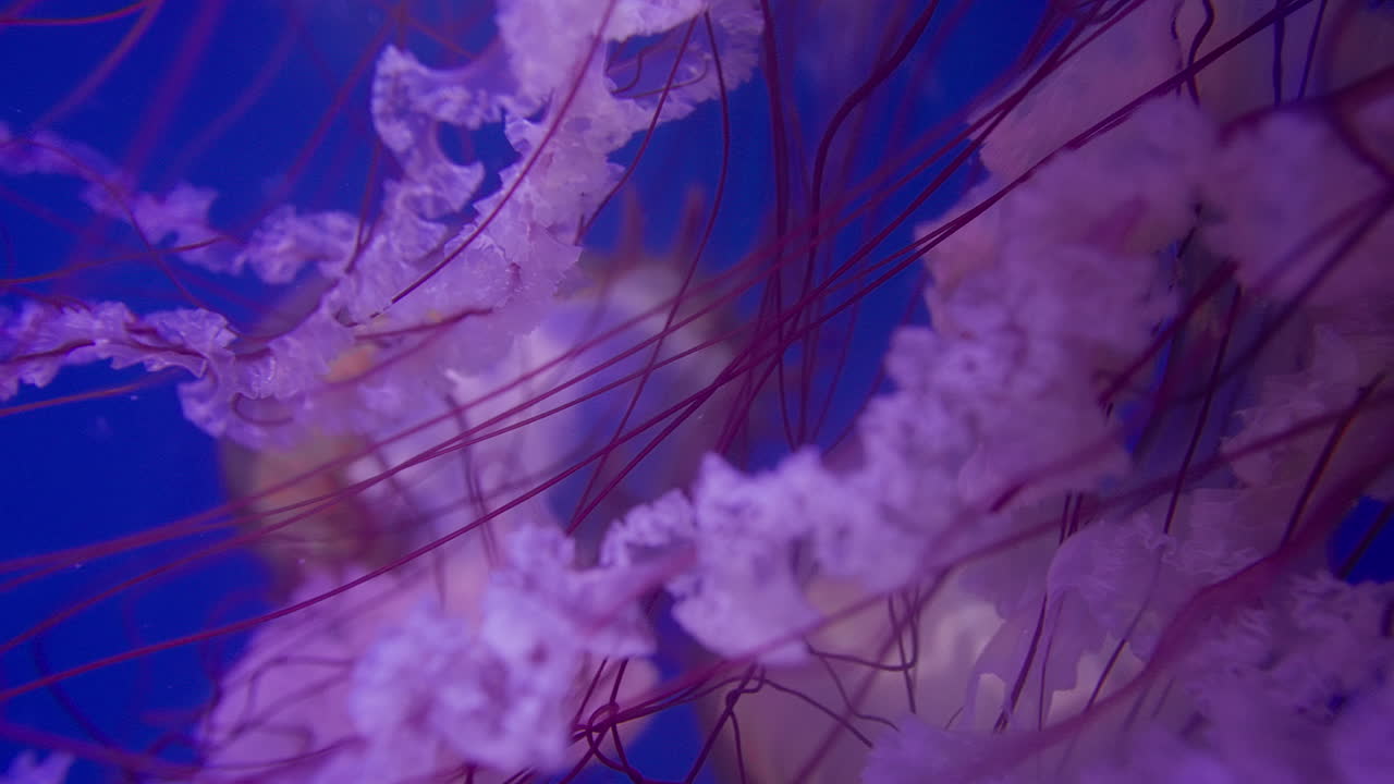 medusas en un acuario