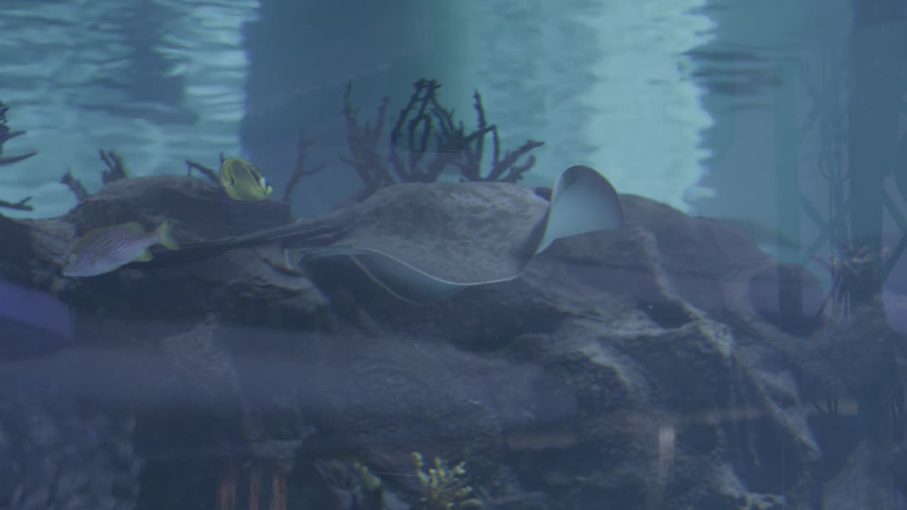 una raya que se desliza con gracia a través de un acuario, mostrando su forma única
