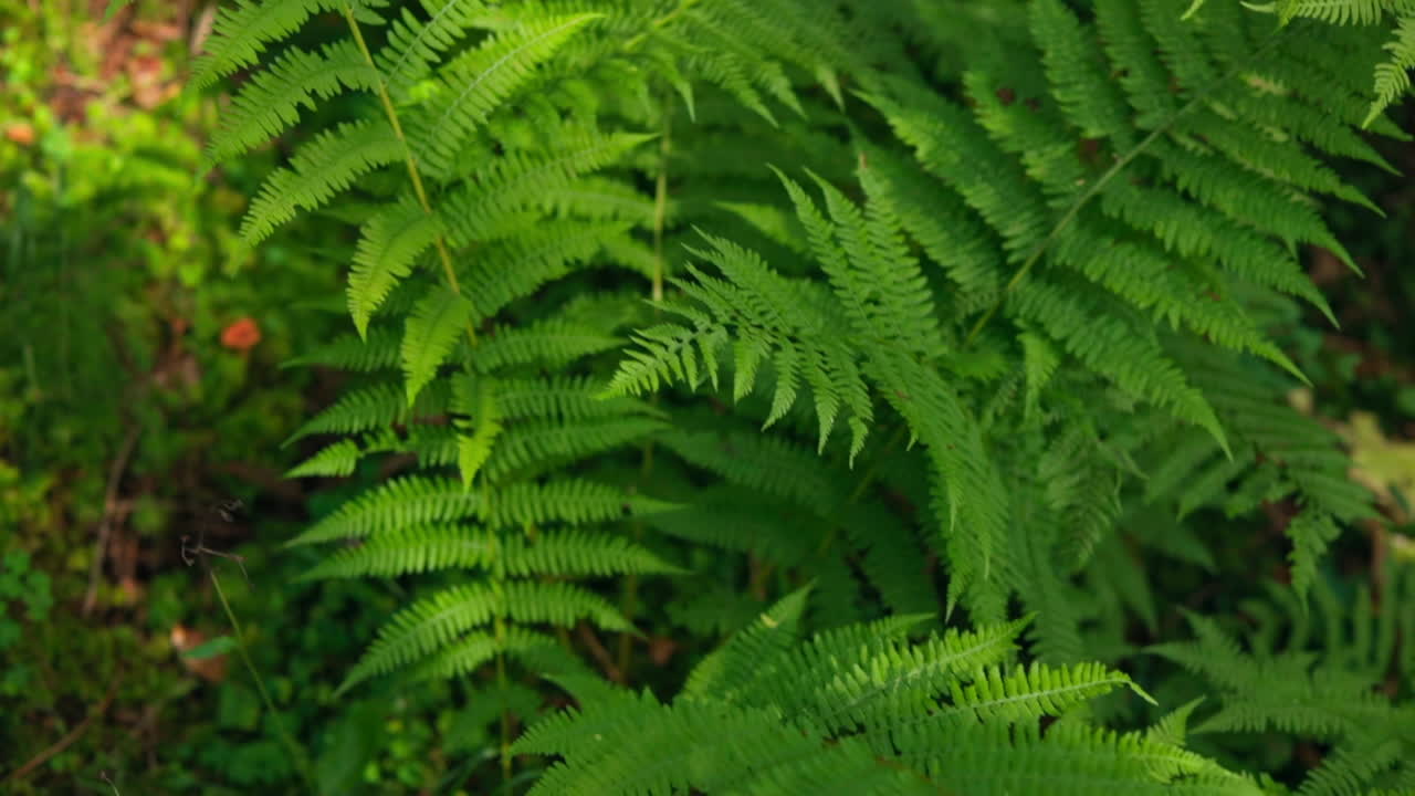 Fern leaves in the forest. Green fresh plant. Nature background in sunlight. Bright green carved leaf of a fern. Close-up.
