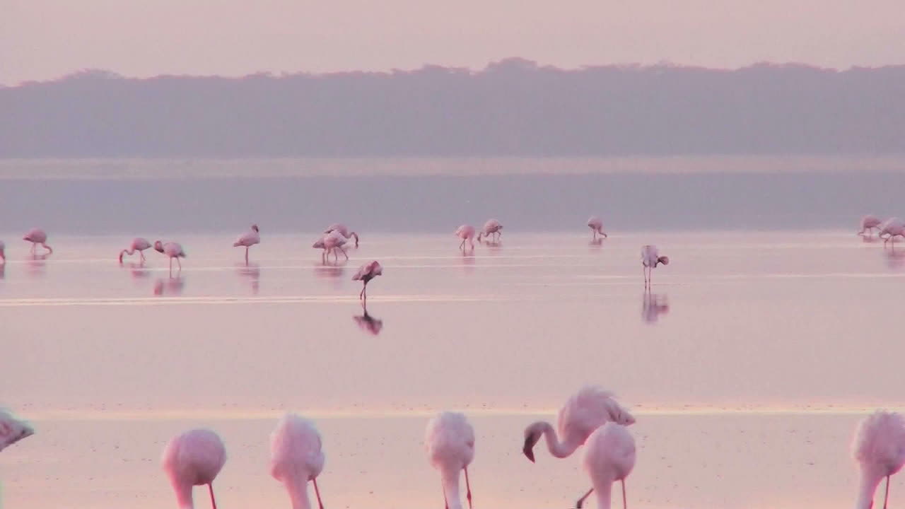 케냐 나쿠루 호수의 이른 아침 햇살에 분홍 플라밍고의 아름다운 장면 14