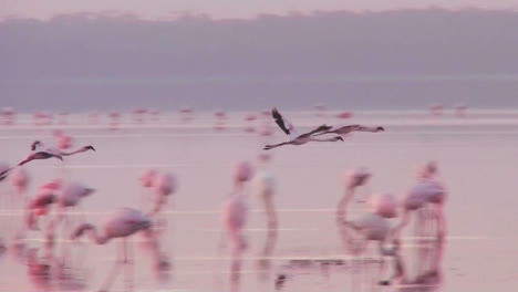 Hermosas-Imágenes-De-Flamencos-Rosados-En-La-Luz-De-La-Mañana-En-El-Lago-Nakuru-Kenia-14