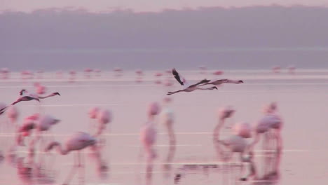 bellas imágenes de flamencos rosados a primera hora de la mañana en el lago nakuru kenia 14