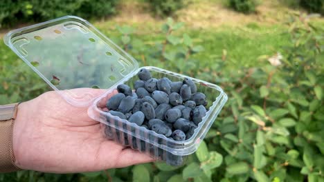 hand holding clamshell filled with freshly picked haskap blueberries on a berry field