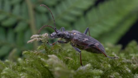 primer plano del escarabajo de cuerno largo de dos bandas sentado todavía en el musgo verde en el bosque
