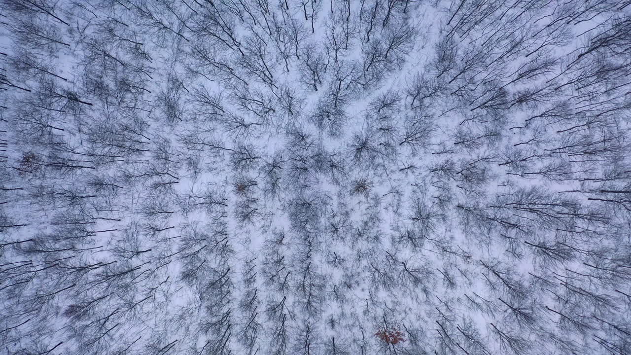 Trees background in winter. Snowy landscape of a forest. Wallpaper of beautiful winter nature. Forward motion camera. Aerial flight.