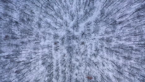 Trees background in winter. Snowy landscape of a forest. Wallpaper of beautiful winter nature. Forward motion camera. Aerial flight.