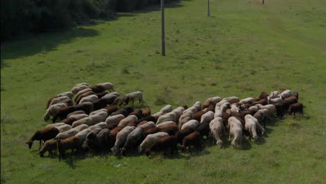 herd of sheeps in green field next to forest-1