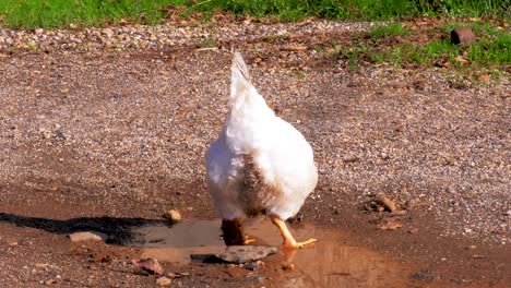 white domestic rooster walking through puddle and having a drink of water in the middle of the farm yard