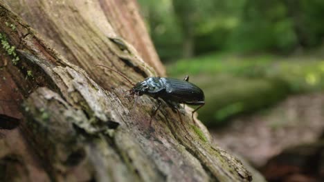 discovering the intricate life of beetles on a forest tree trunk during a sunny afternoon