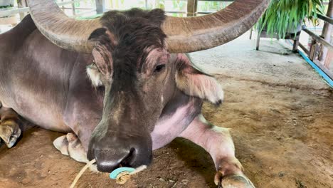 a water buffalo relaxes in a rustic farm setting, gently swatting flies with its ears. natural lighting enhances the serene atmosphere
