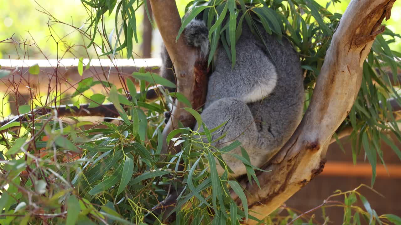잎 으로 둘러싸인 나무 가지 에 고 있는 코알라
