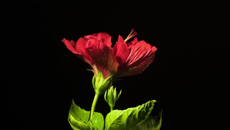 hibiscus rojo rosa-sinensis lapso de tiempo de floración floral sobre fondo negro