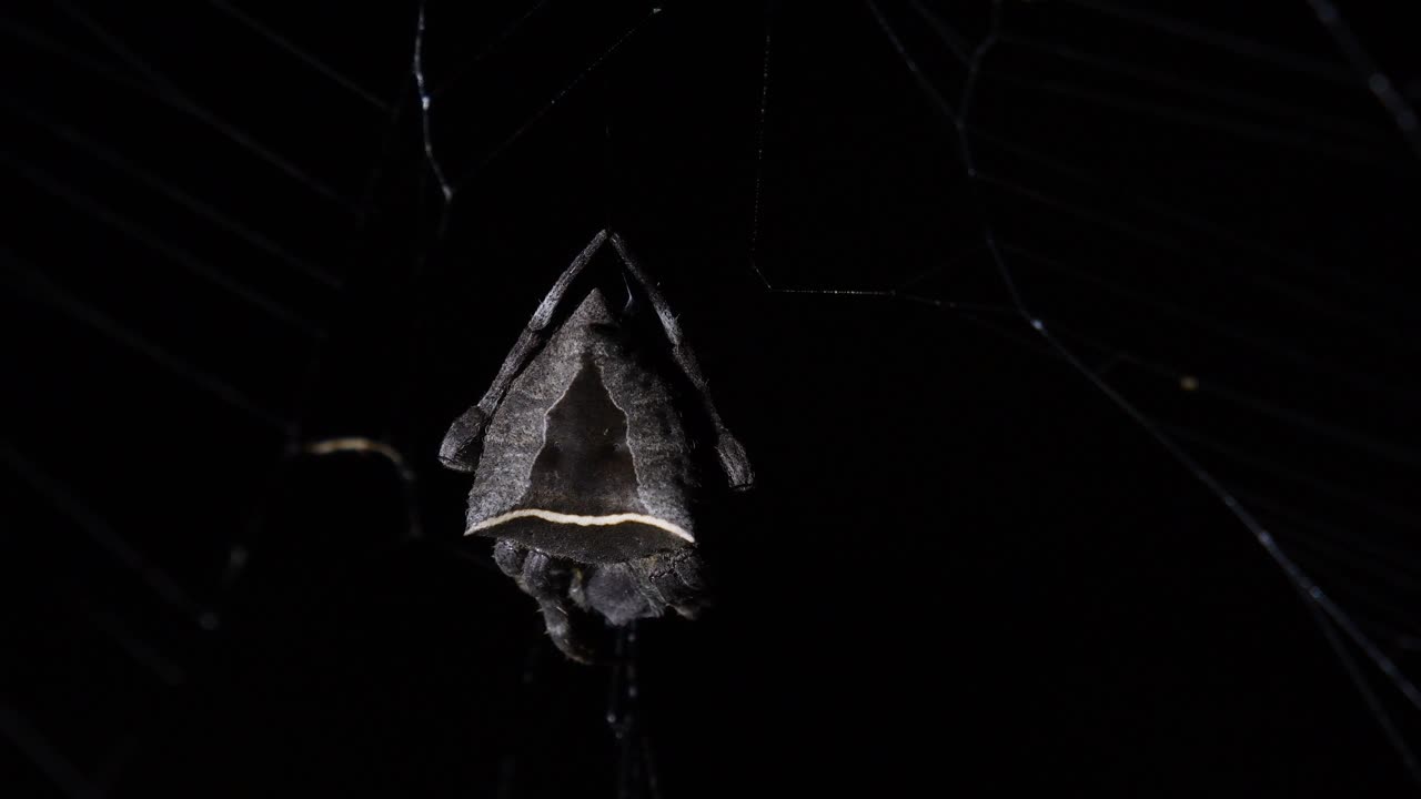 видно, что при небольшом ветре в лесу она качается влево и вправо, затем немного шевелит ногами и телом