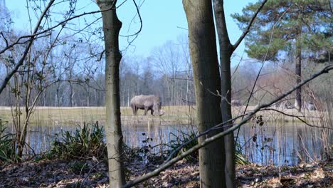 view of a rhino grazing on the grass near a pond in burgers' zoo, arnhem, netherlands - wide