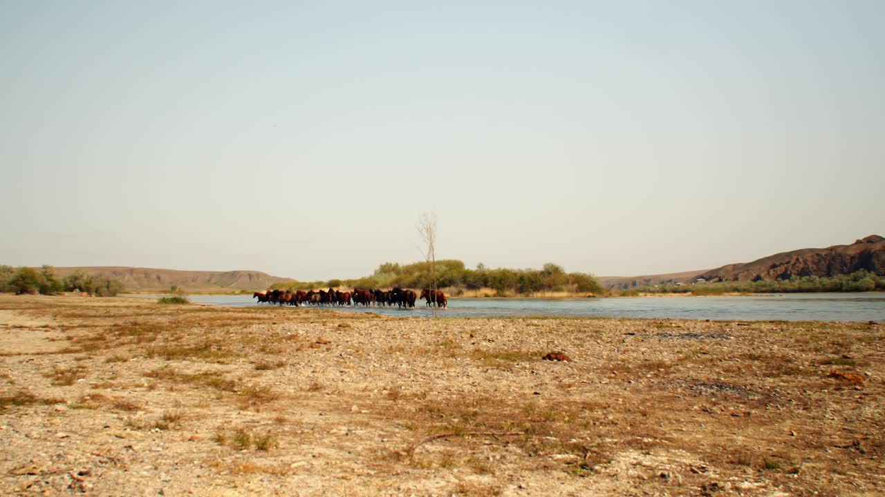 belleza cinematográfica de caballos que vagan libres caminando, corriendo y bebiendo junto al río, con terneros juguetones
