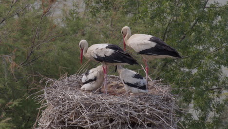 white storks in nest