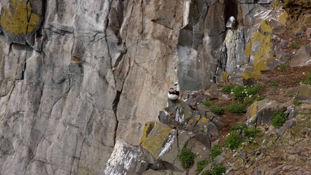 Static shot of a puffin perched on the edge of the cliff on the Isle of May