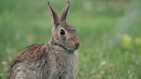 Nahaufnahme-Eines-östlichen-Waldkaninchens,-Das-Mit-Bewegtem-Ohr-Sitzt-Und-Zuhört