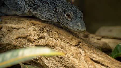 el monitor de árbol con manchas azules usa su lengua para atrapar partículas de olor en el aire.