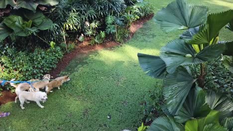 female dog walker owner walking with a pack of dogs on leash on green grass