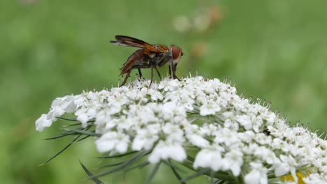 orange fly resting on white flower in nature during pollen season