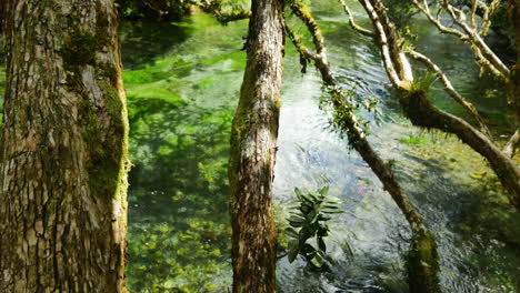 clear water of tropical tarawera river flowing between deep jungle trees in new zealand during sunny day - idyllic landscape with water plants growing on the ground of river