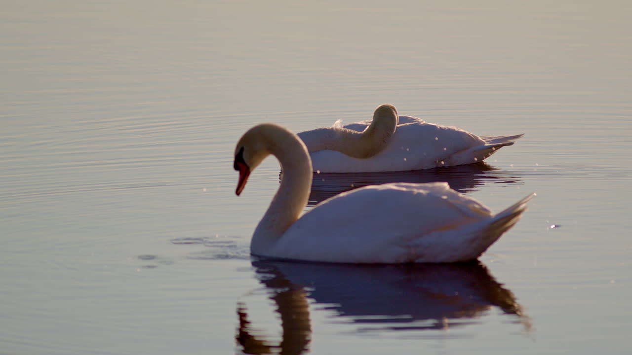Mating swans at daybreak, shown in graceful slow-motion footage.
