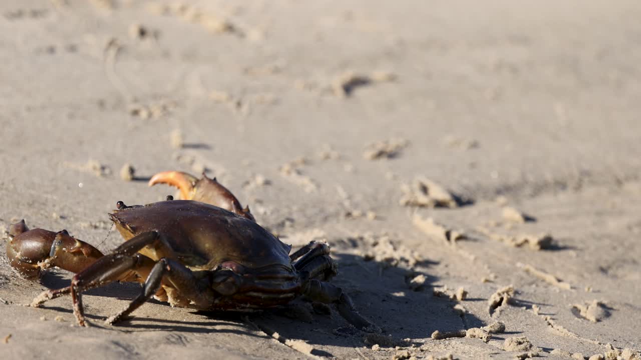 A mud crab moves across a sandy beach, casting shadows in warm sunset lighting, showcasing its natural behavior