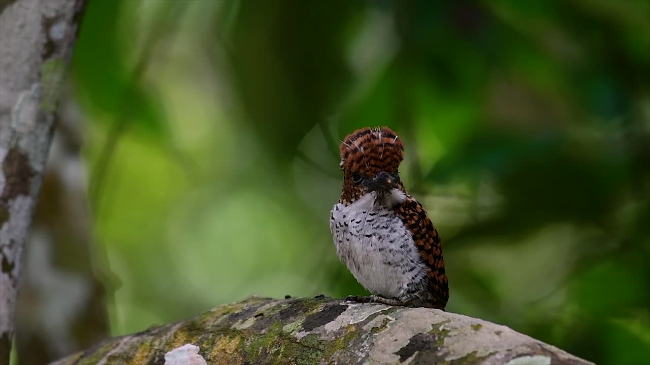 泰國熱帶雨林中最美麗的鳥類之一